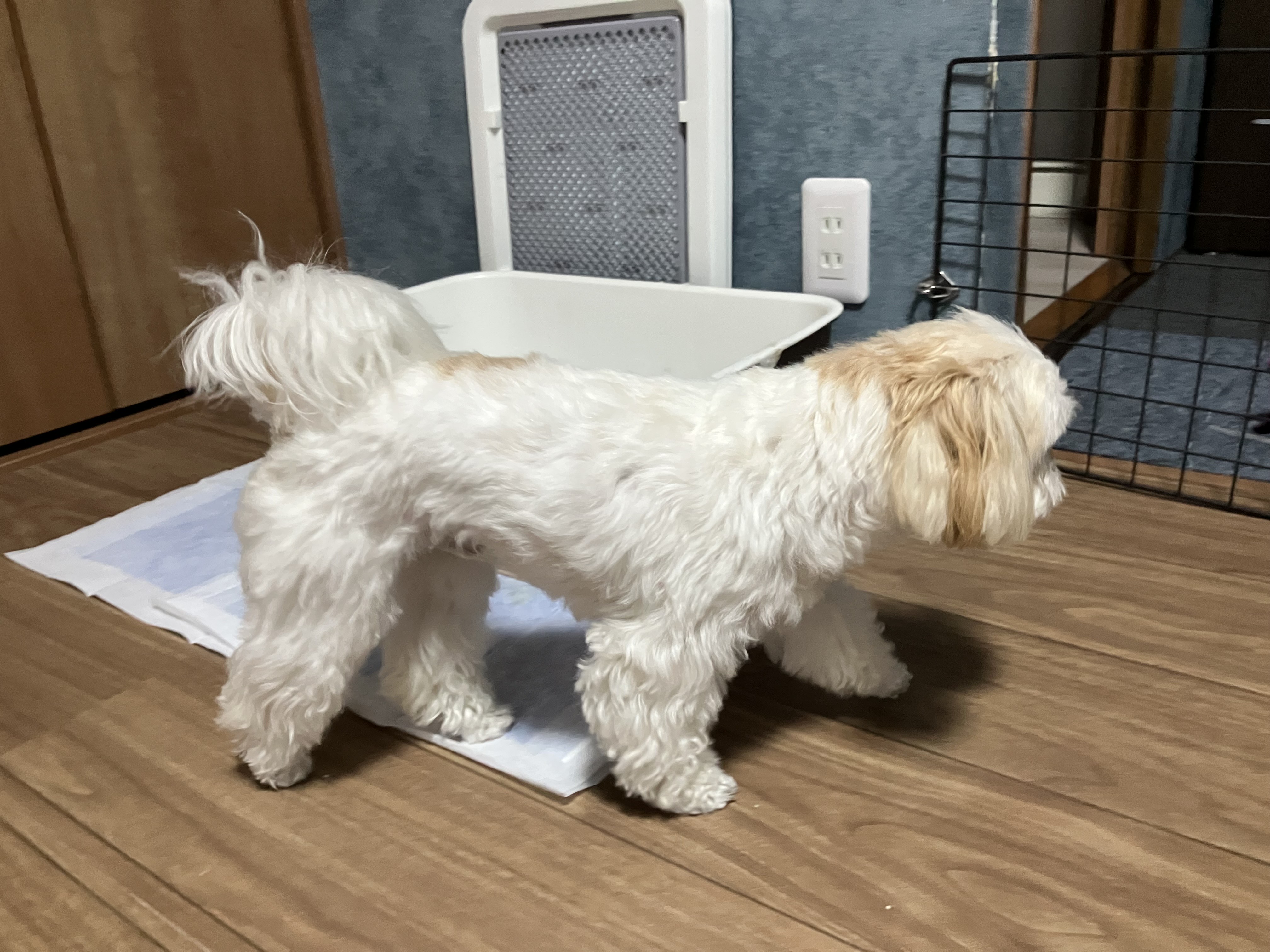 犬のケア施術後